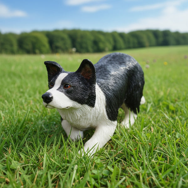 Black & White Border Collie Working