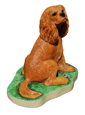 Cavalier king Charles Spaniel Ruby