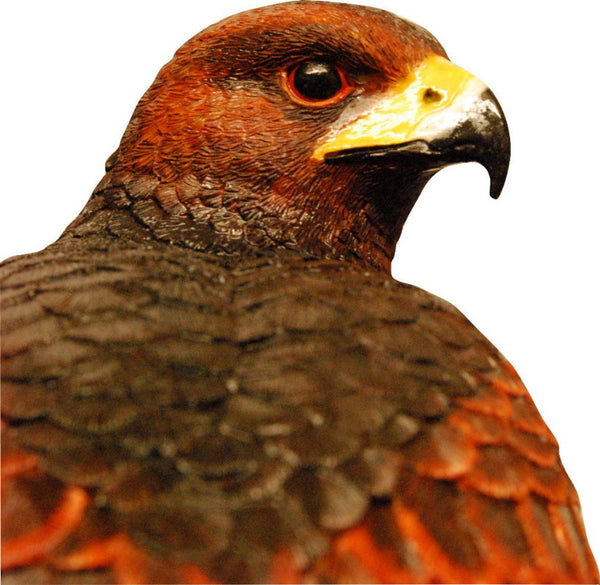 Harris Hawk Sculpture Fine Detailed Ornament by Peakdalesculptures
