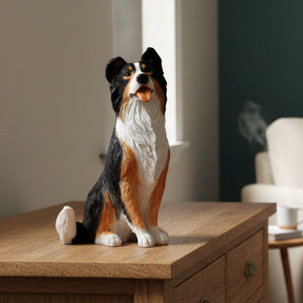 Tri Border collie sitting